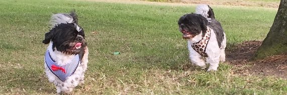 JadeSummer's profile banner image