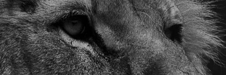 walmeida97's profile banner image