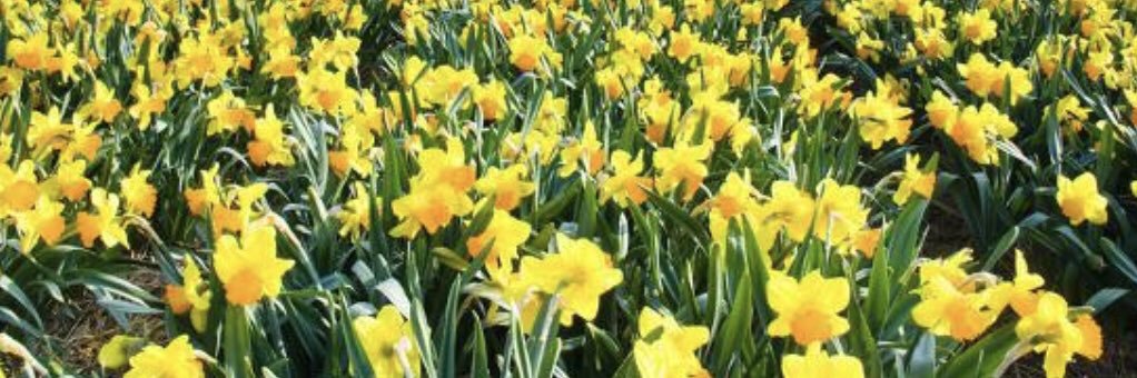 ThatcherShirley's profile banner image
