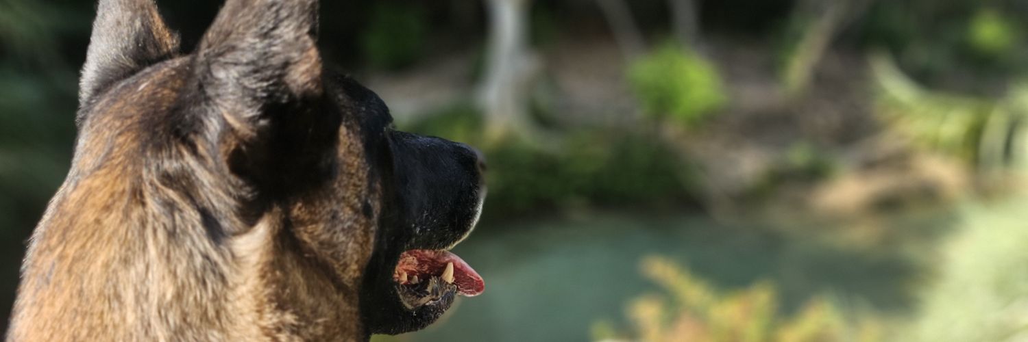 csar_navarro's profile banner image