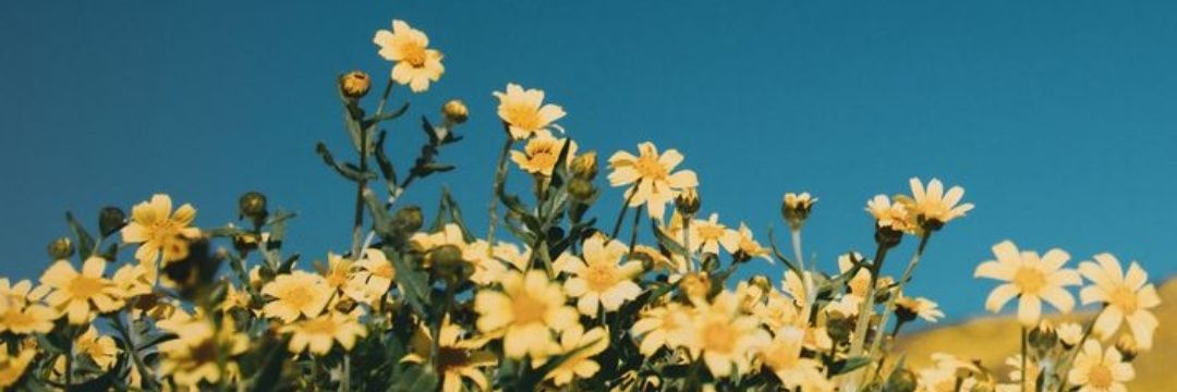 Noryii__'s profile banner image