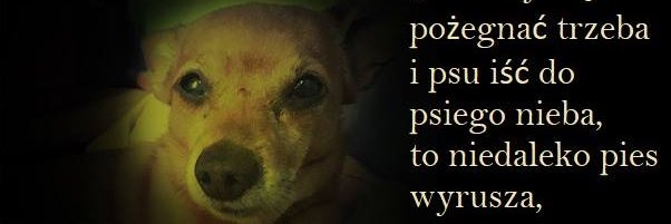 GrasGrazyna's profile banner image
