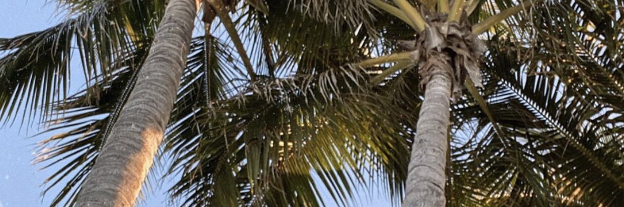lauREN ◊ banner