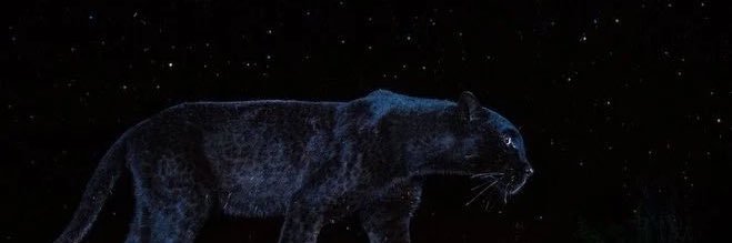 DchFlo's profile banner image