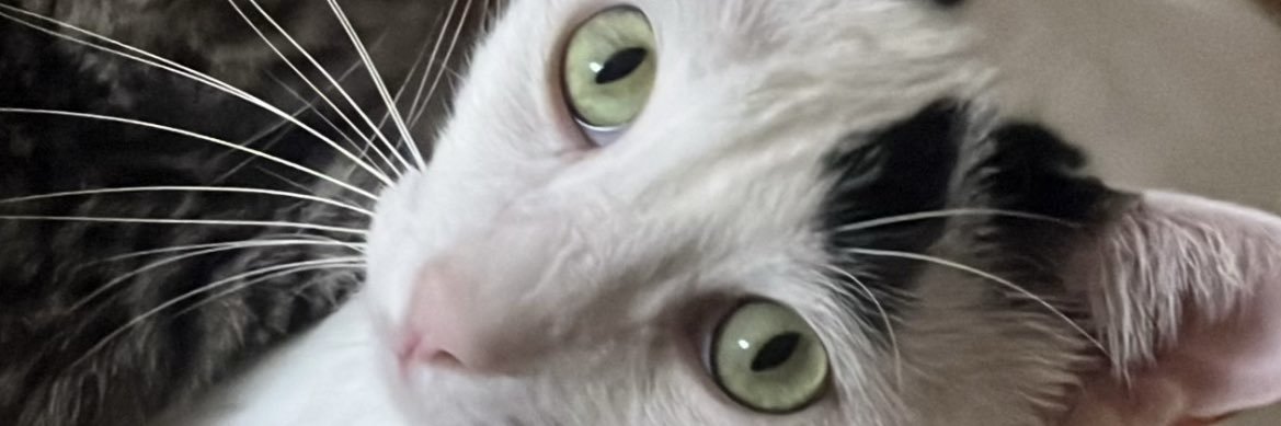 bizzletg's profile banner image