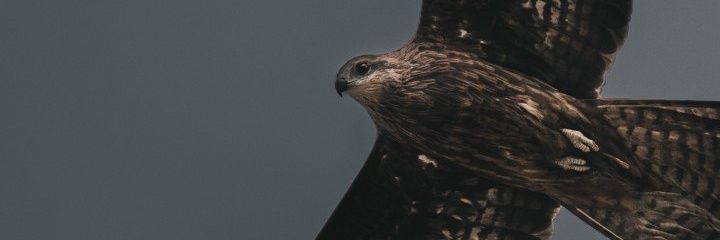 4_limo's profile banner image