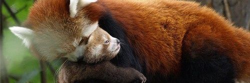 Feuerbärchen🧡 banner