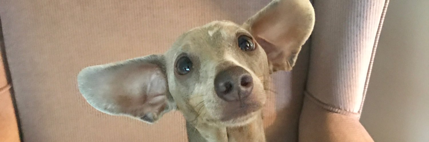 Mrs.Heimerman banner