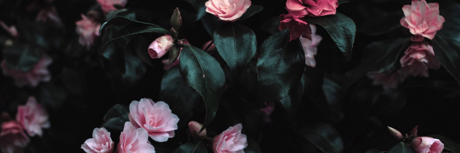 tiandrawilde's profile banner image
