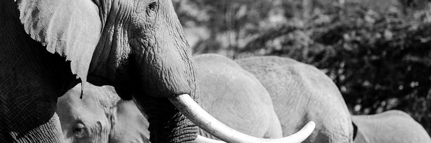 DortchDebra's profile banner image