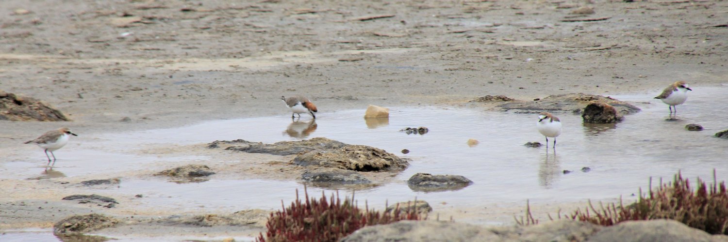 Thomas Prowse banner