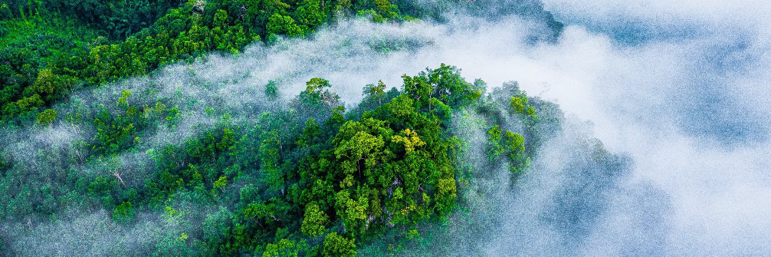Stand For Trees banner