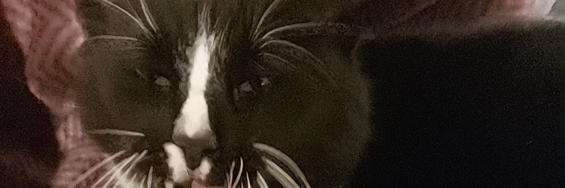 FSteuder's profile banner image