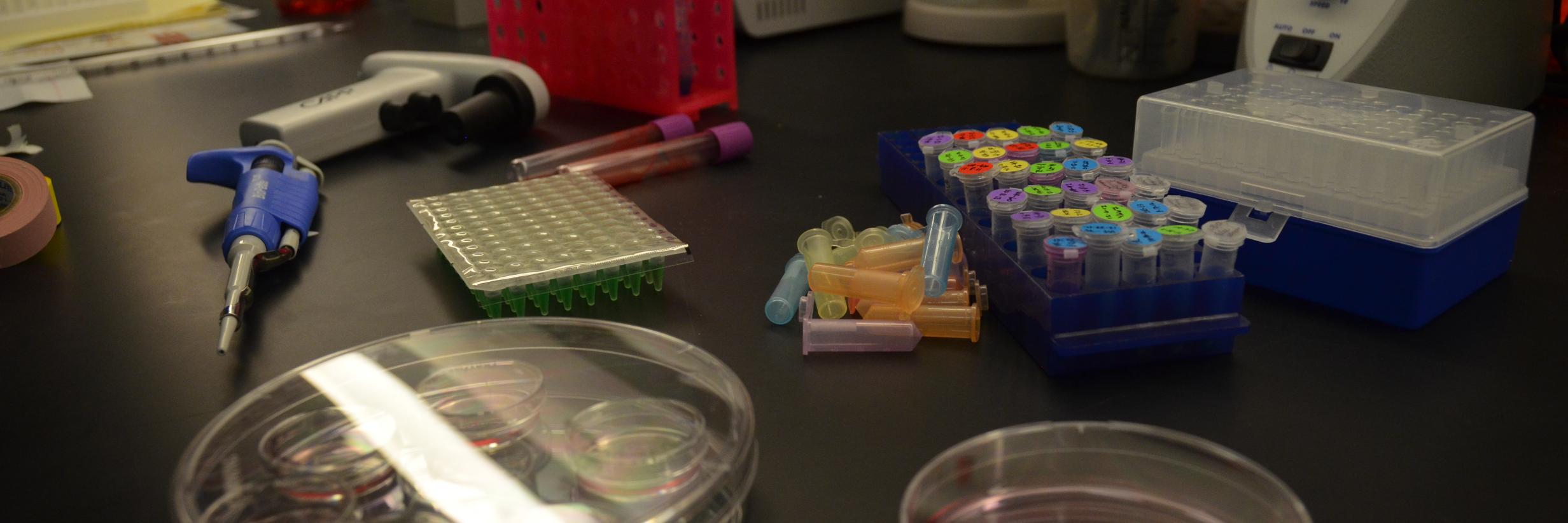 Angela Fleischman banner