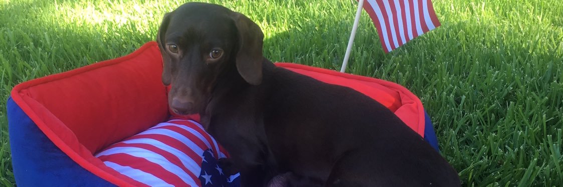 socalweenies's profile banner image