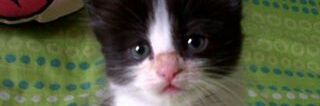 pattjor's profile banner image