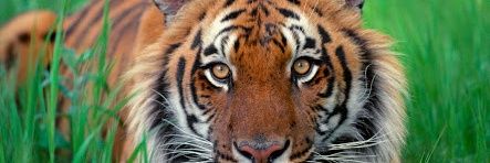 tigerinuniform's profile banner image