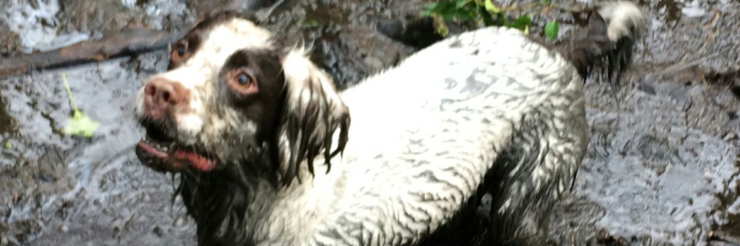 stevietee44's profile banner image
