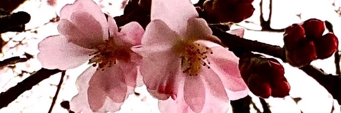 Rena Jacob 🎗 📯's banner