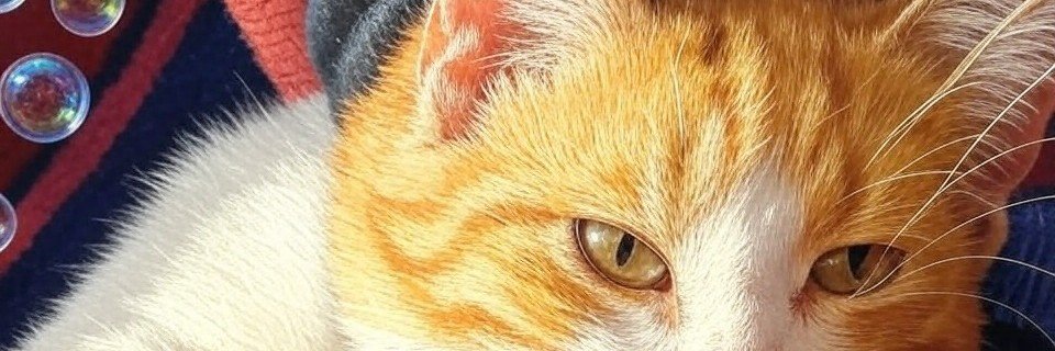 kiticanmakara's profile banner image