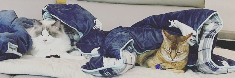 fourcats1210's profile banner image
