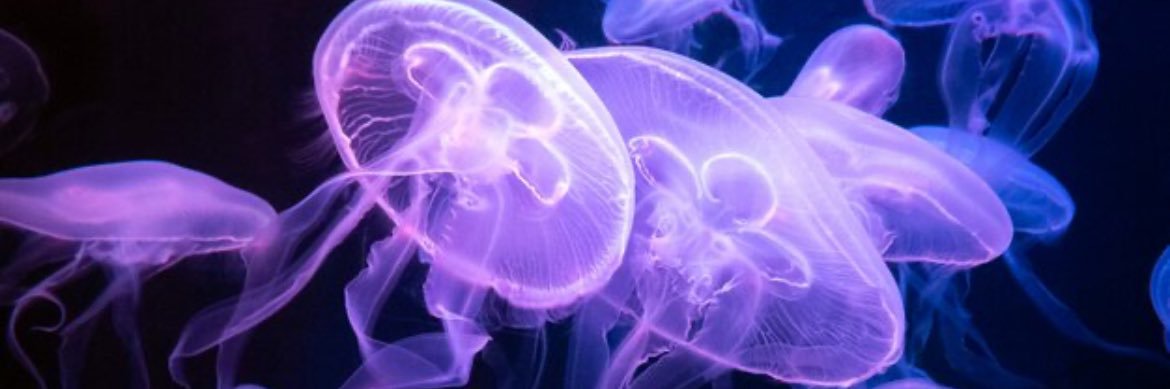 daisy ❀˖° banner