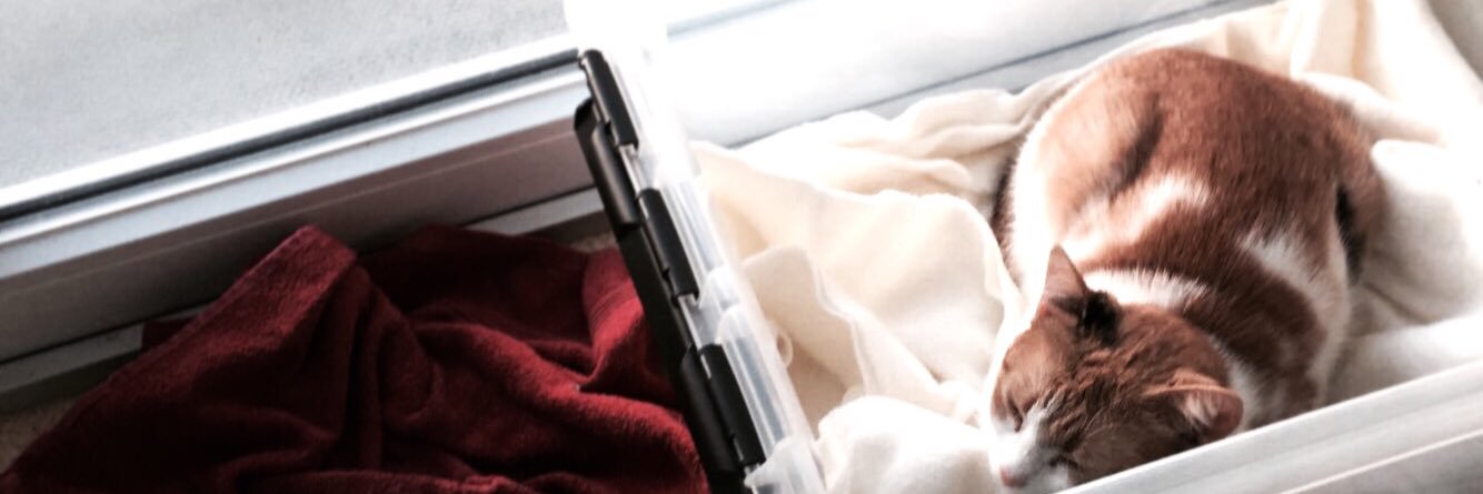 DaisyMcCrazy's profile banner image