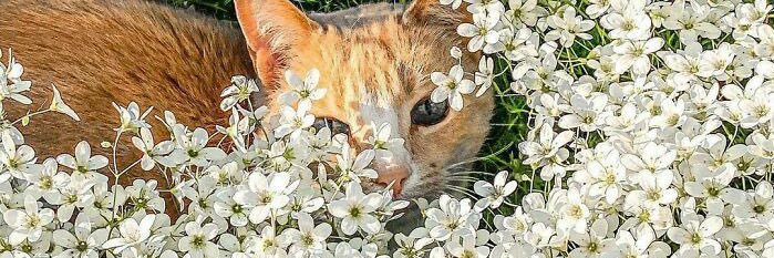 🌻 banner