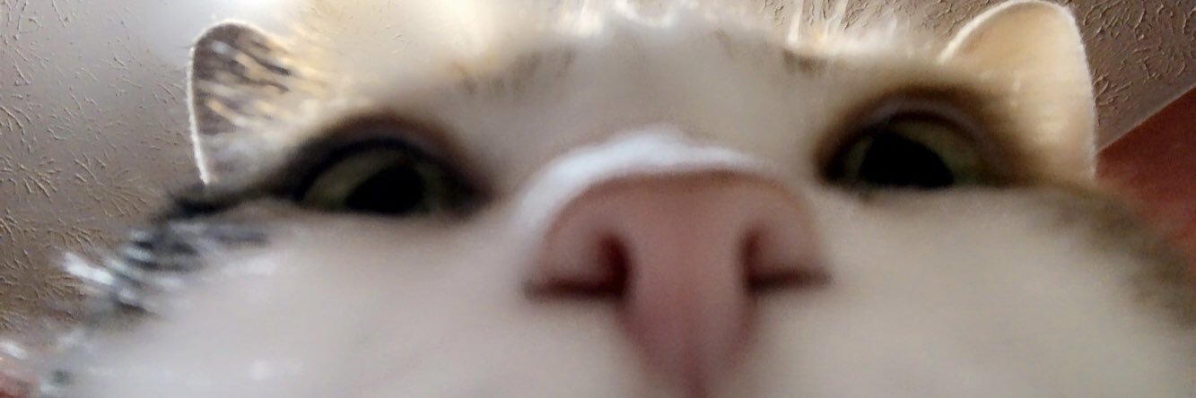 GraceShell24's profile banner image