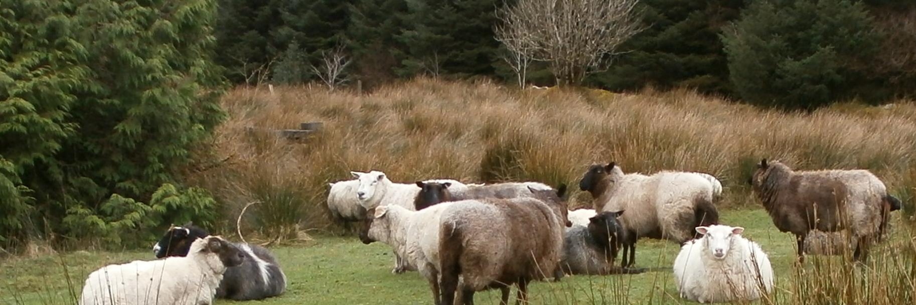 Bine 🇺🇦 banner