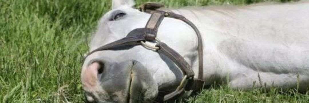 🎌日の本が大好きな人🐾 banner