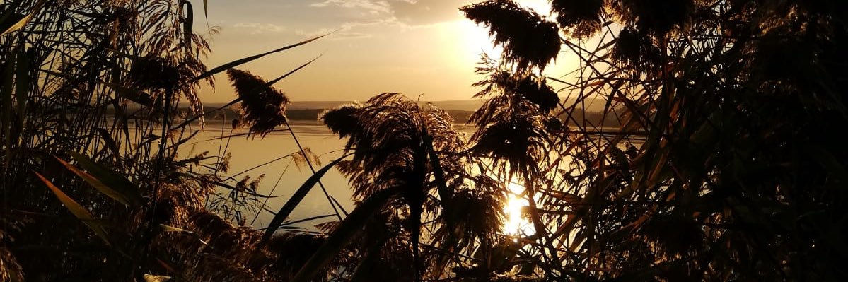 acanldr's profile banner image