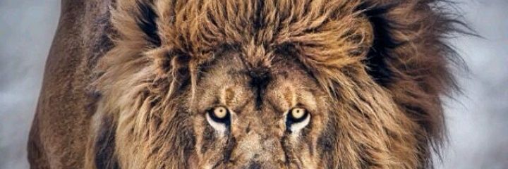 MicheZoccali's profile banner image