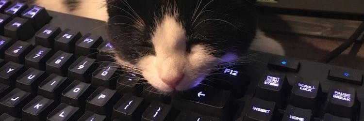 dntyk's profile banner image
