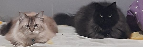 LFNS08 Profile Banner