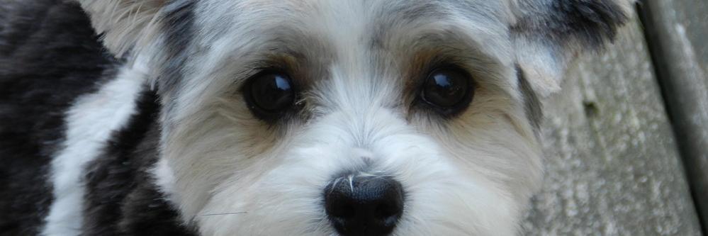 TheDogAmos's profile banner image