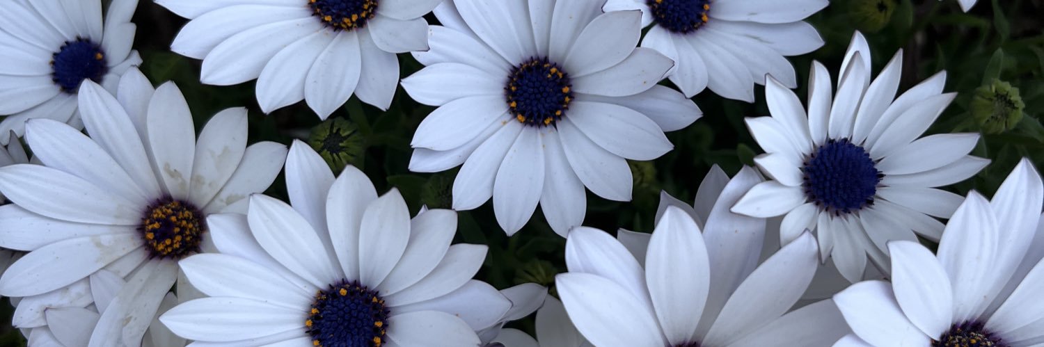 narupo1127's profile banner image
