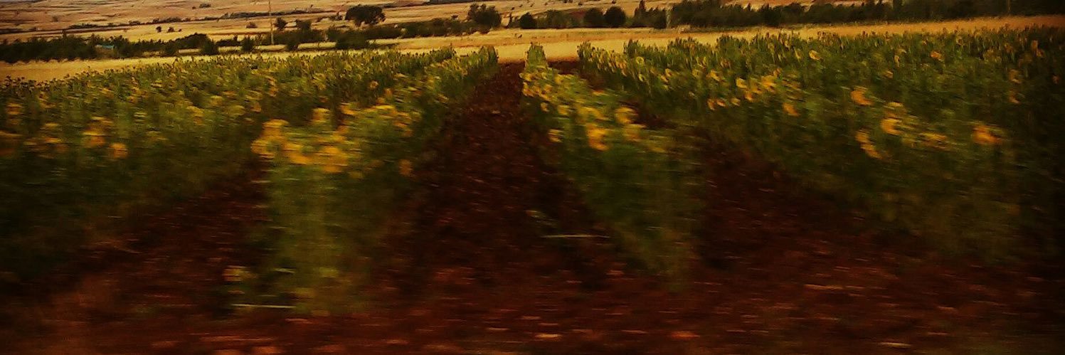 ayysover's profile banner image