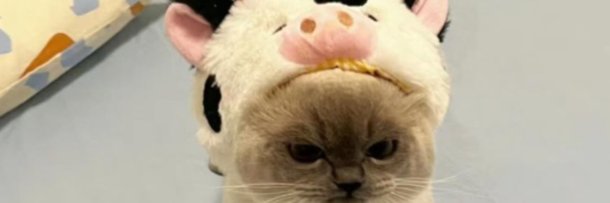 annipichu_'s profile banner image