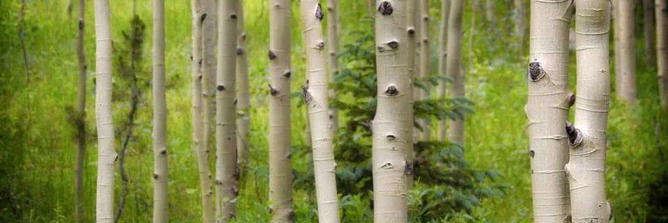 TheAspenCenter's profile banner image