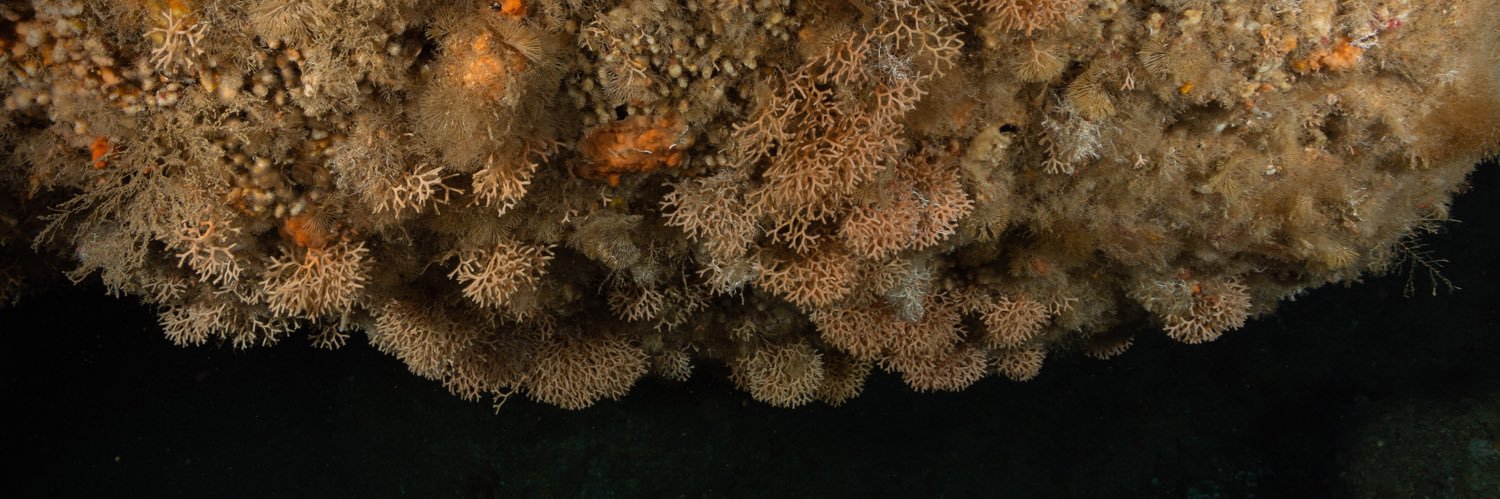 Thanos Dailianis banner