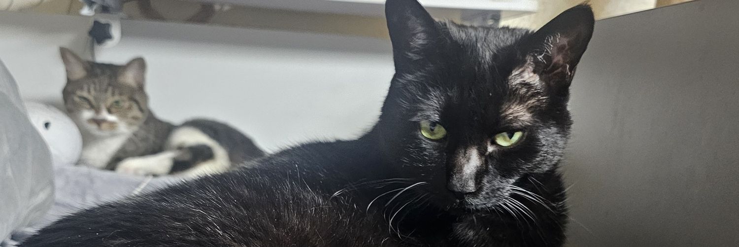 팔로메타 피라냐 banner