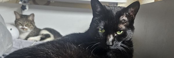 trapcardmim Profile Banner