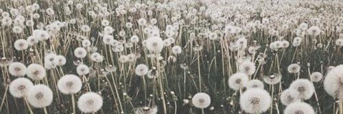 BoldPosy's profile banner image