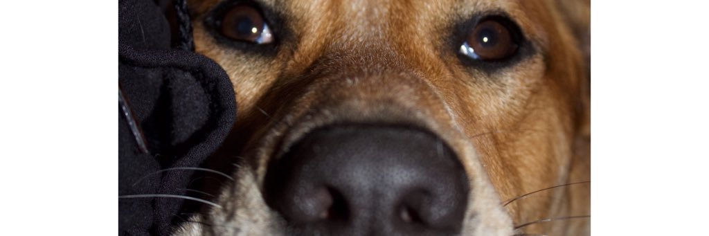 RachellCarlsonn's profile banner image