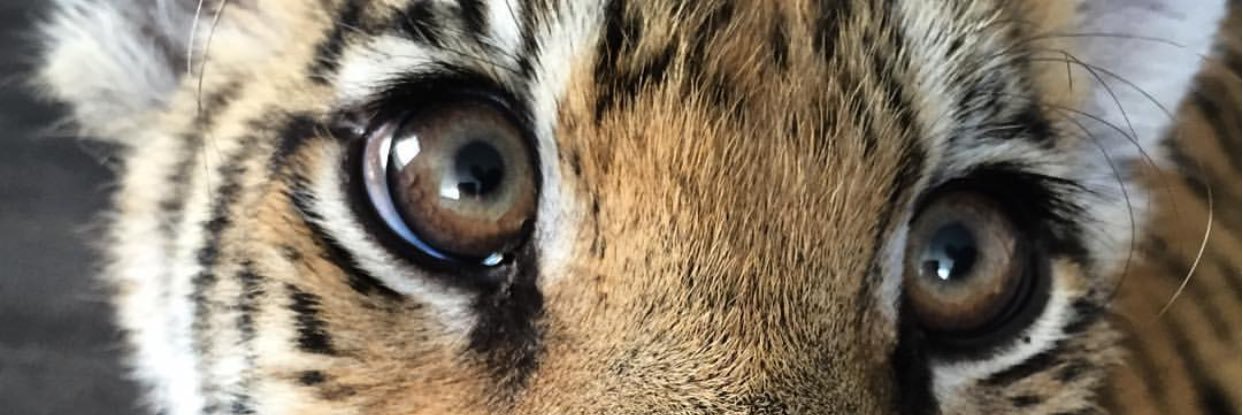 canangngz's profile banner image