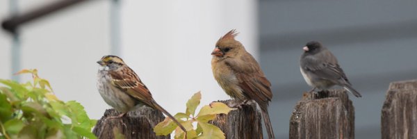 bigjuncofan Profile Banner