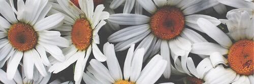 sandraaceronn's profile banner image