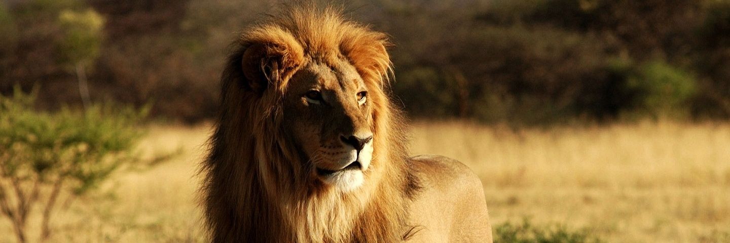 DonSebastian08's profile banner image