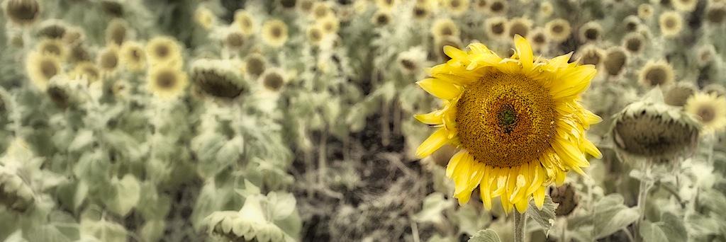 Joanne Rinaldi banner